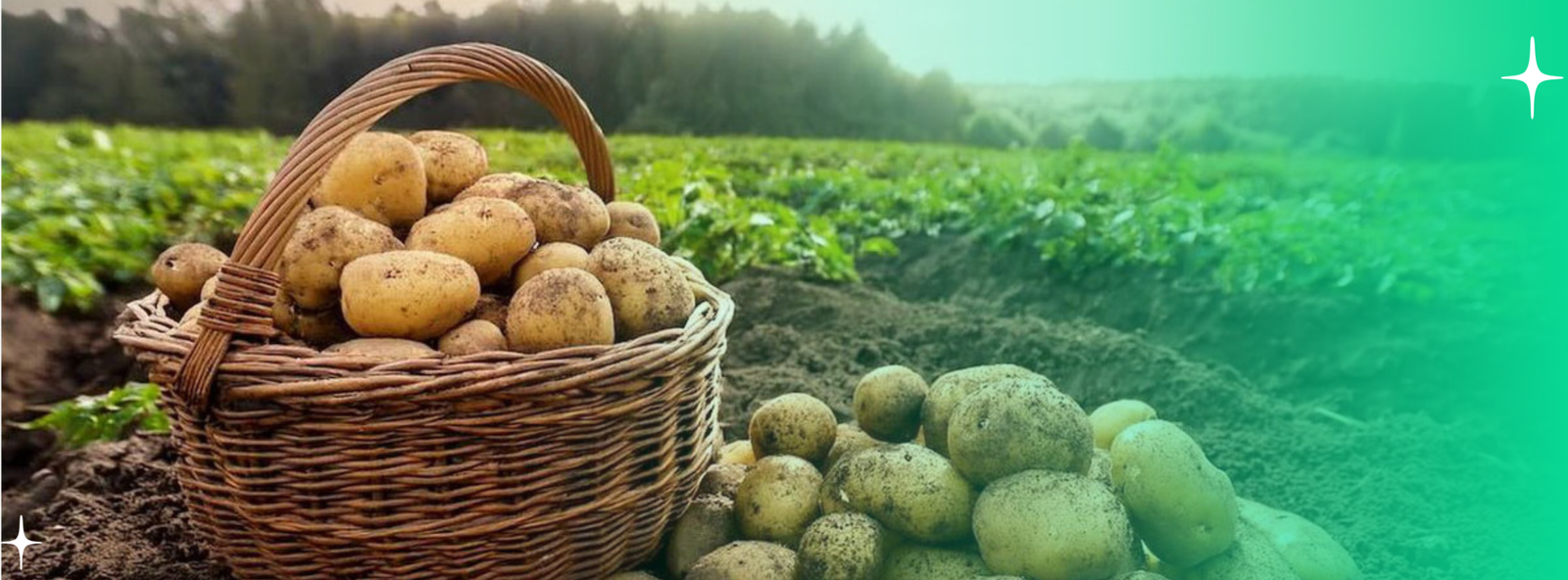 Inicio ¡realiza tus compras en!