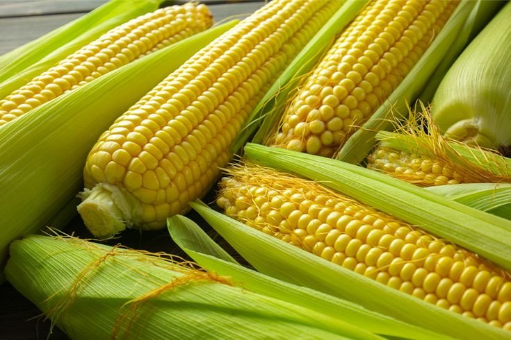growing home garden sweet corn caes field report