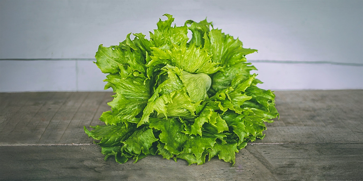 Lechuga 1