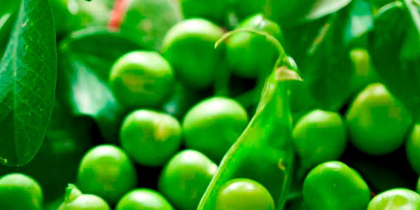 cluster of healthy shining raw green peas isolated seeds 