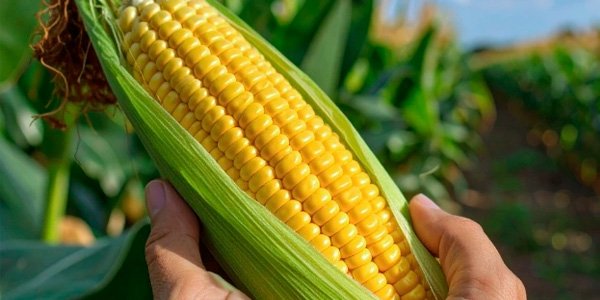 growing home garden sweet corn caes field report