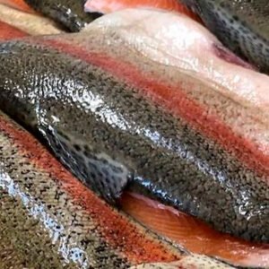 trucha pescado